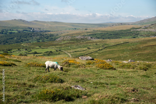Panoramic landscape view across Dartmoor National Park in Summer with wide views of several tors and valleys