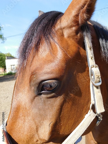 horse eye, part of the head of a brown horse close up
