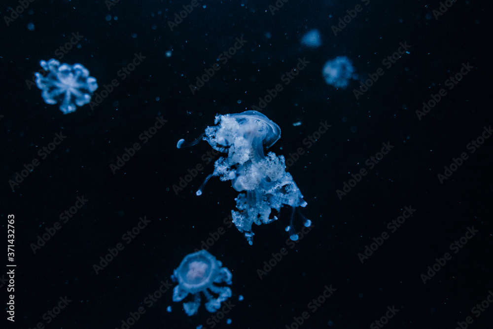 méduses à travers la vitre d'un aquarium méduses à travers la vitre d'un aquarium