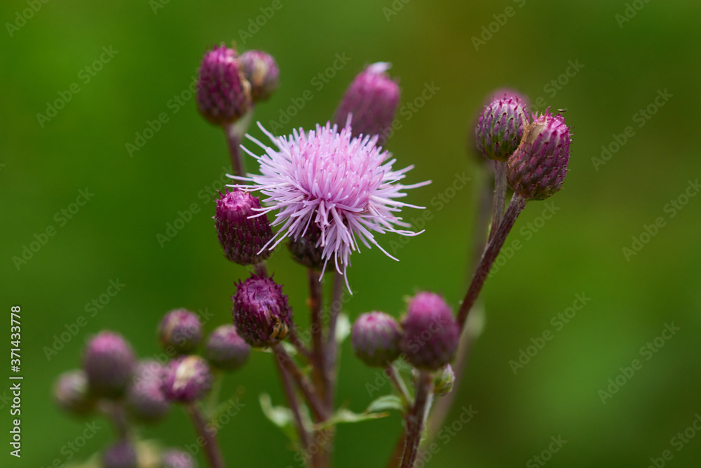 Fototapeta premium Blüten der Acker-Kratzdistel (Cirsium arvense)