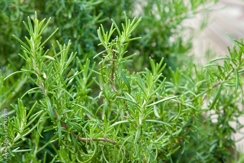 Close-up of green herb rosemary plantation. Vegetable natural organic eco blurred background. Fresh rosemary shrubs in garden. Organic farming illustration. Ornamental rosemary herb growing outdoors