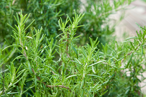 Close-up of green herb rosemary plantation. Vegetable natural blurred background. Fresh rosemary shrubs in garden. Organic eco farming illustration. Ornamental rosemary herb growing outdoors