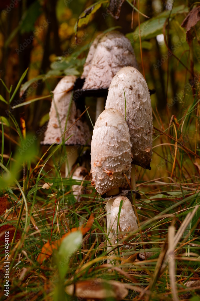 Lycoperdon ,purchawka, grzyb, Lycoperdon ,purchawka, grzyb,
