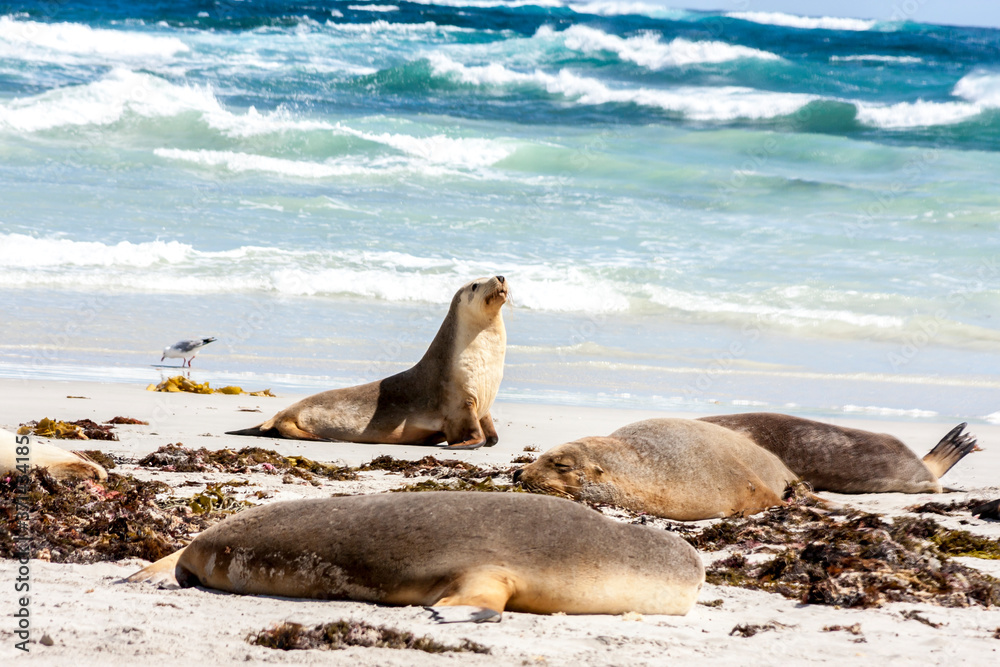 Fototapeta premium Sleeping Australian Sea Lions (Neophoca cinerea) on Kangaroo Island coastline, South Australia, Seal bay