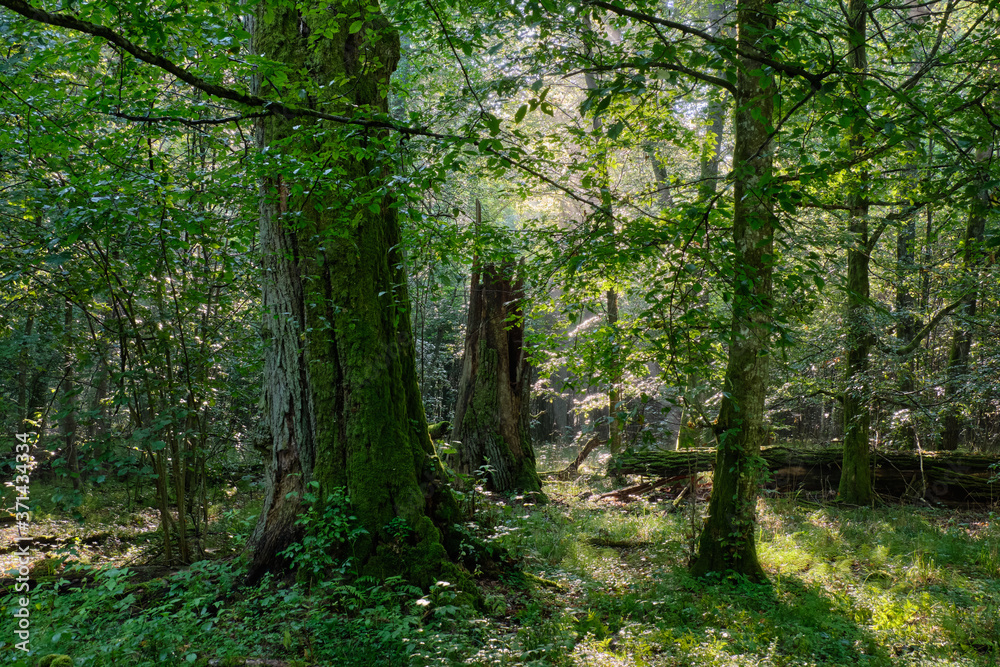 Fototapeta premium Deciduous stand with hornbeams and oaks