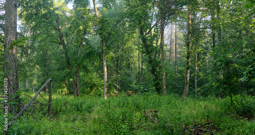 Deciduous tree stand in morning with hornbeams in background