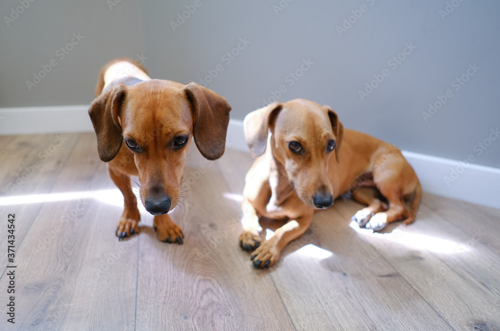 Fototapeta Two cute dachshund sitting together, pets at home, pet’s life