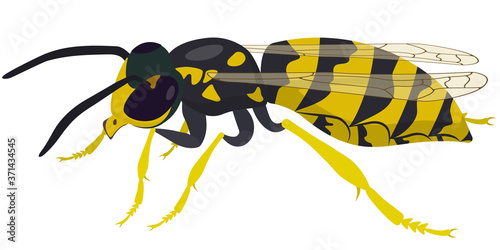 Wasp side view. Insect in cartoon style.