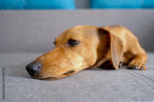 Dachshund nose close up, selective focus.Dachshund sitting on the sofa. Pets at home.