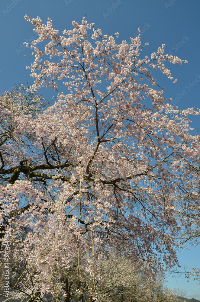 醍醐の桜 醍醐の桜