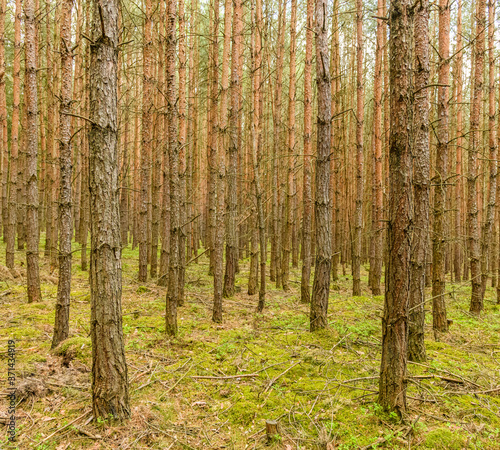 Fototapeta Naklejka Na Ścianę i Meble -  woodland landscape with young hollow pine stems
