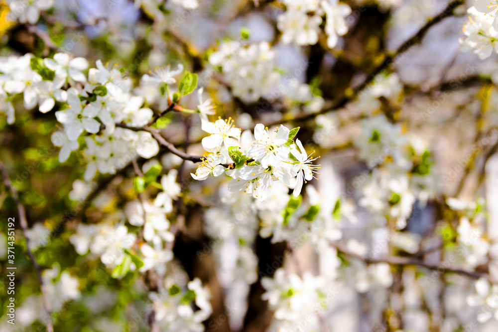 White flowers and buds of an apricot tree in spring blossom White flowers and buds of an apricot tree in spring blossom