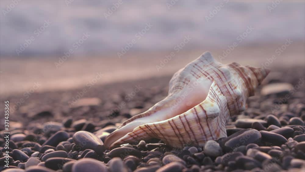 A sea shell lies on the seashore against the backdrop of sea waves during sunset