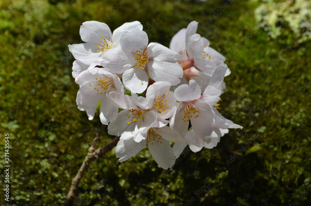 Obraz premium 醍醐の桜