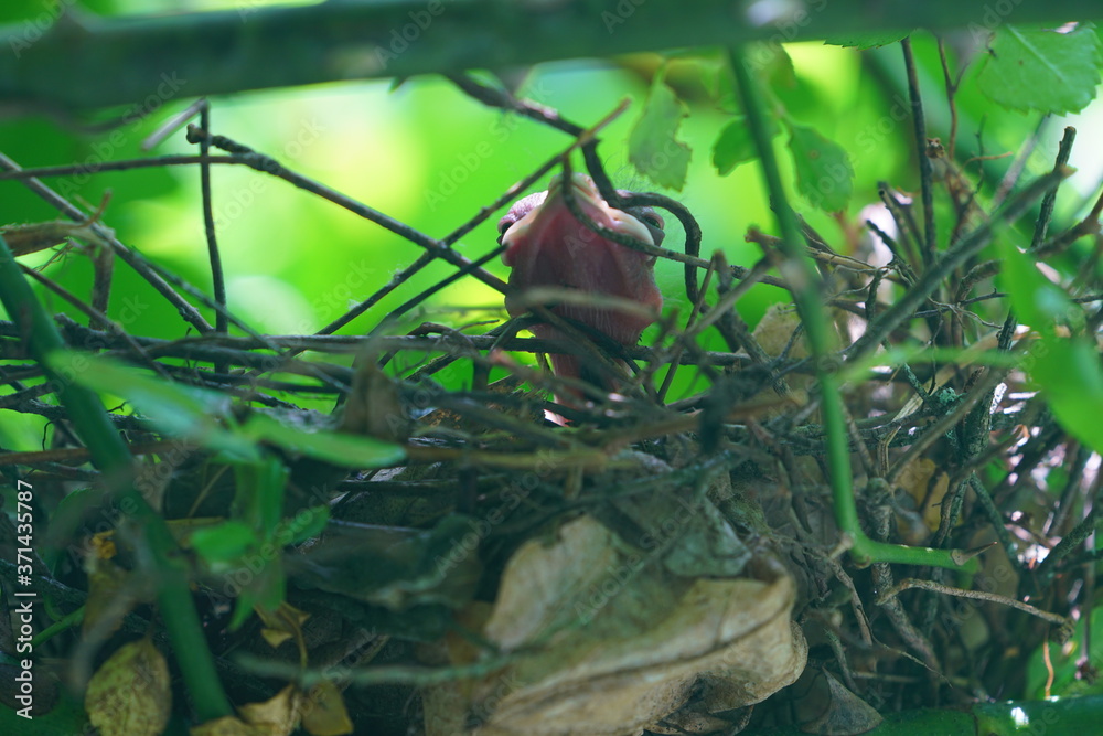 Fototapeta premium A baby cardinal bird chick in the nest