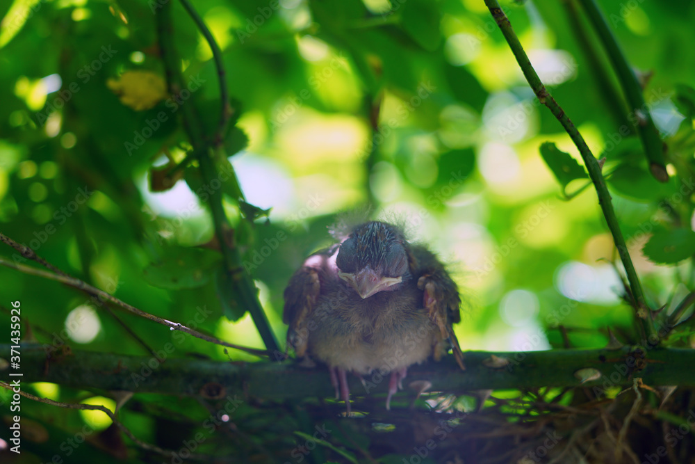 A baby cardinal bird chick in the nest A baby cardinal bird chick in the nest