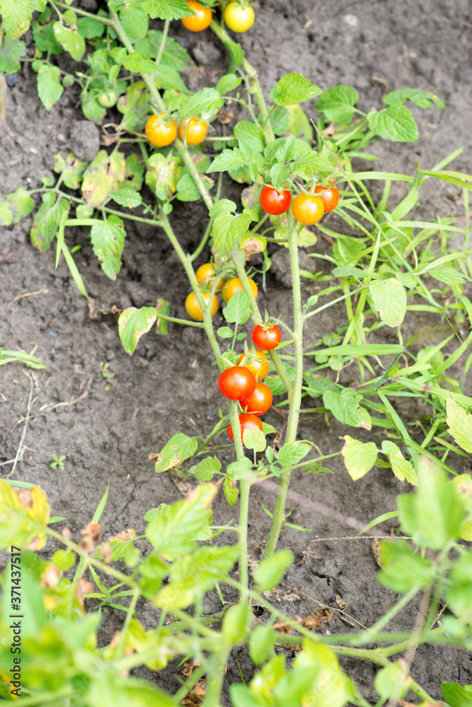 Cherry tomatoes are planted in vegetable garden, organic tomato plantation Cherry tomatoes are planted in vegetable garden, organic tomato plantation