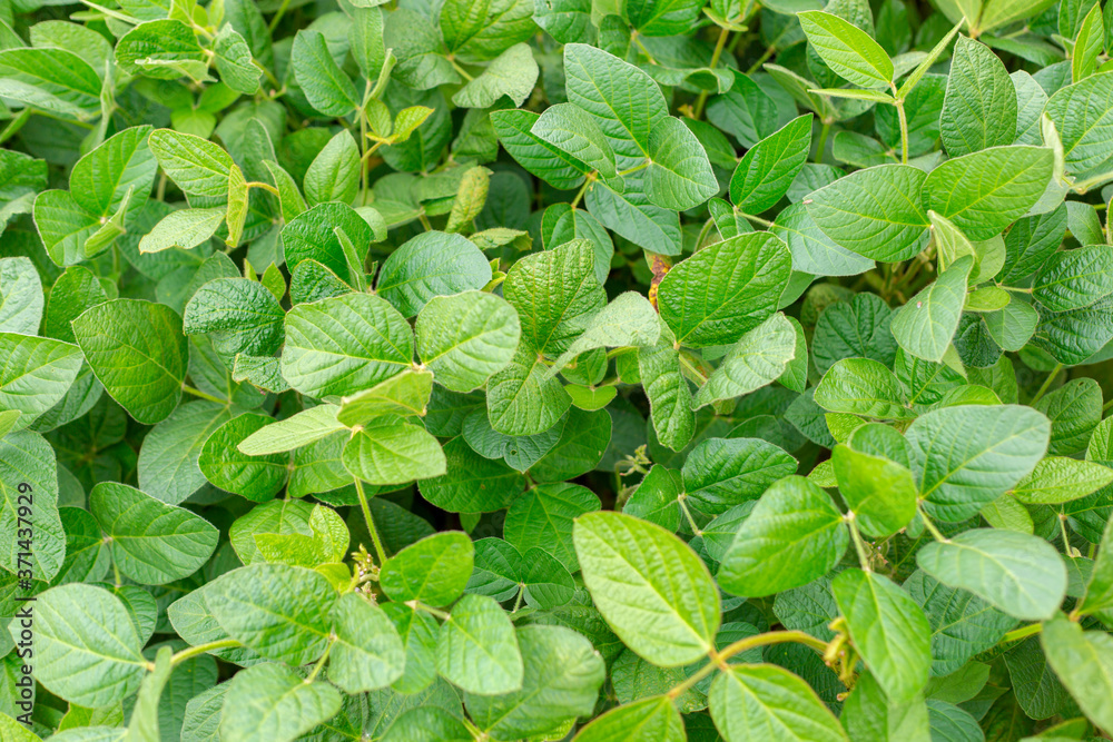 Soybean leaves close-up. Soybean leaves close-up.