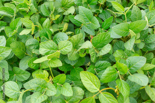 Soybean leaves close-up. © Oleksandr