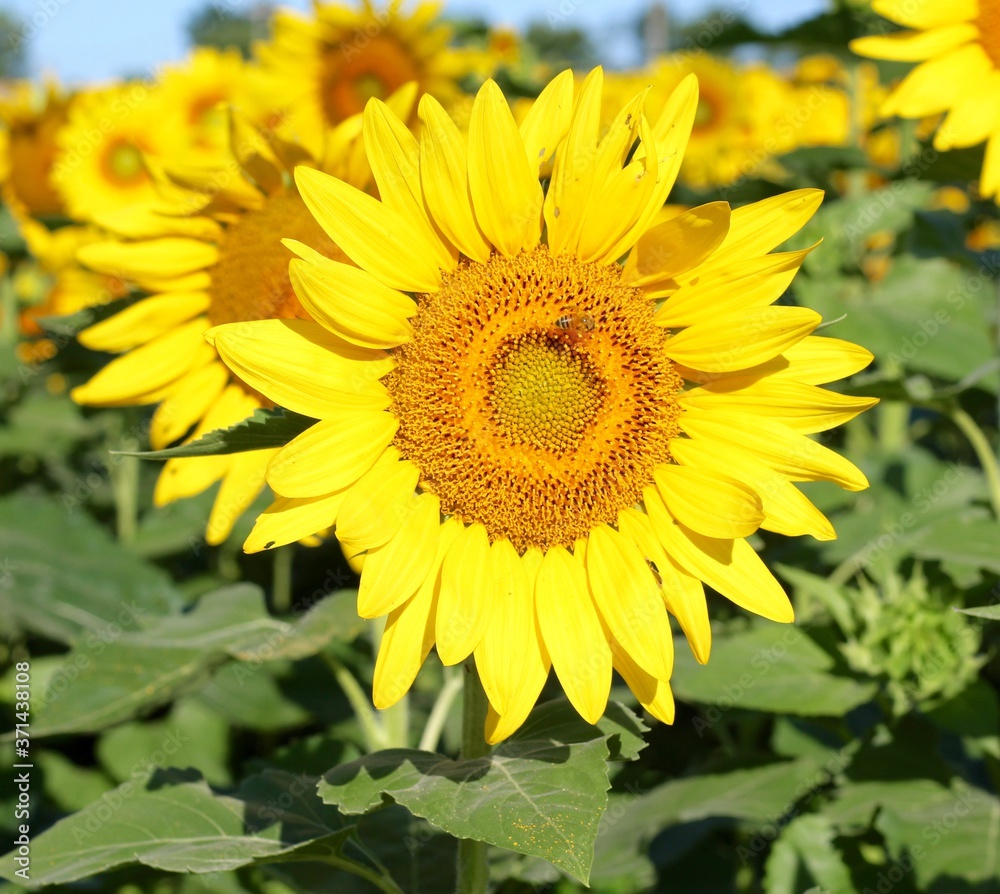 A close view of the small honey bee on the sunflower.