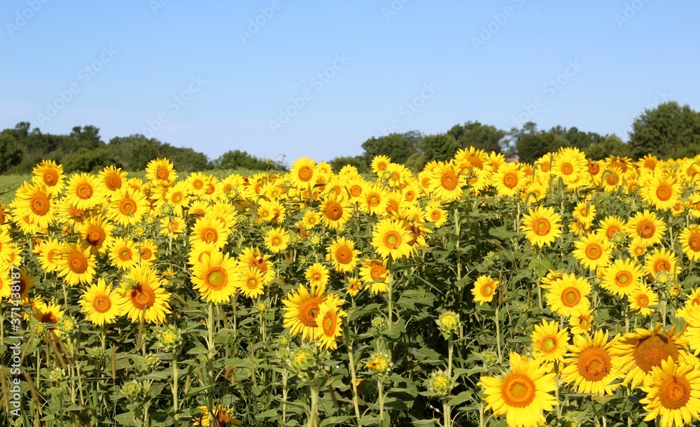 A bunch of sunflowers in the sunflower field. A bunch of sunflowers in the sunflower field.
