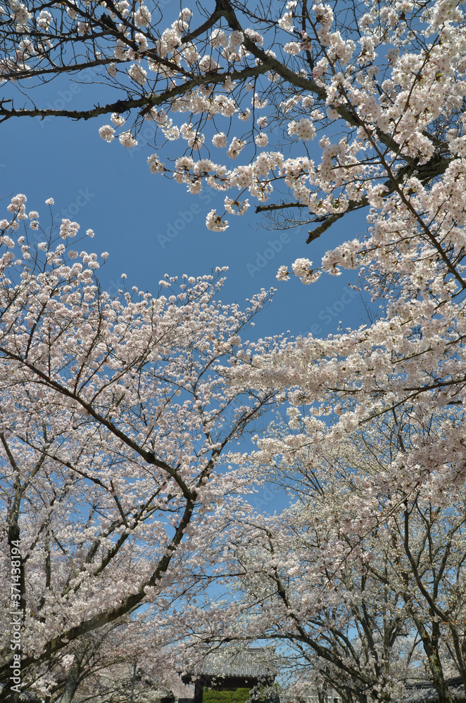 醍醐の桜