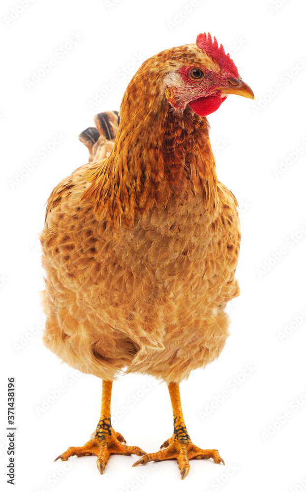 Fototapeta premium Young brown chicken.