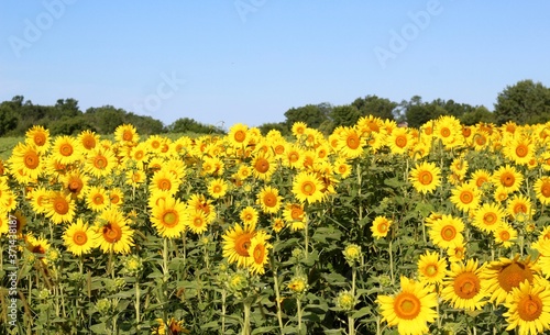 A bunch of sunflowers in the sunflower field.