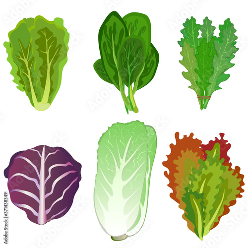 Collection of fresh lettuce leaves, lettuce, cabbage, spinach, healthy vegetarian food. Vector illustration