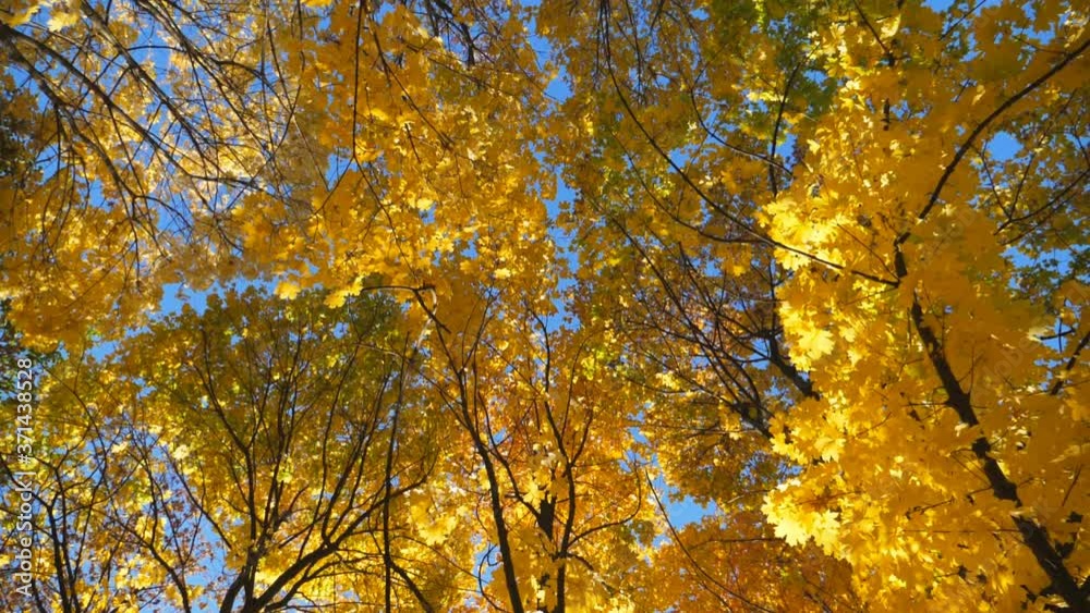 View to tree tops with yellow maple leaves with bright blue sky at background. Crowns of plants with lush foliage in autumn forest at sunny day. Beautiful colorful fall season. Rotation shot Slow mo View to tree tops with yellow maple leaves with bright blue sky at background. Crowns of plants with lush foliage in autumn forest at sunny day. Beautiful colorful fall season. Rotation shot Slow mo