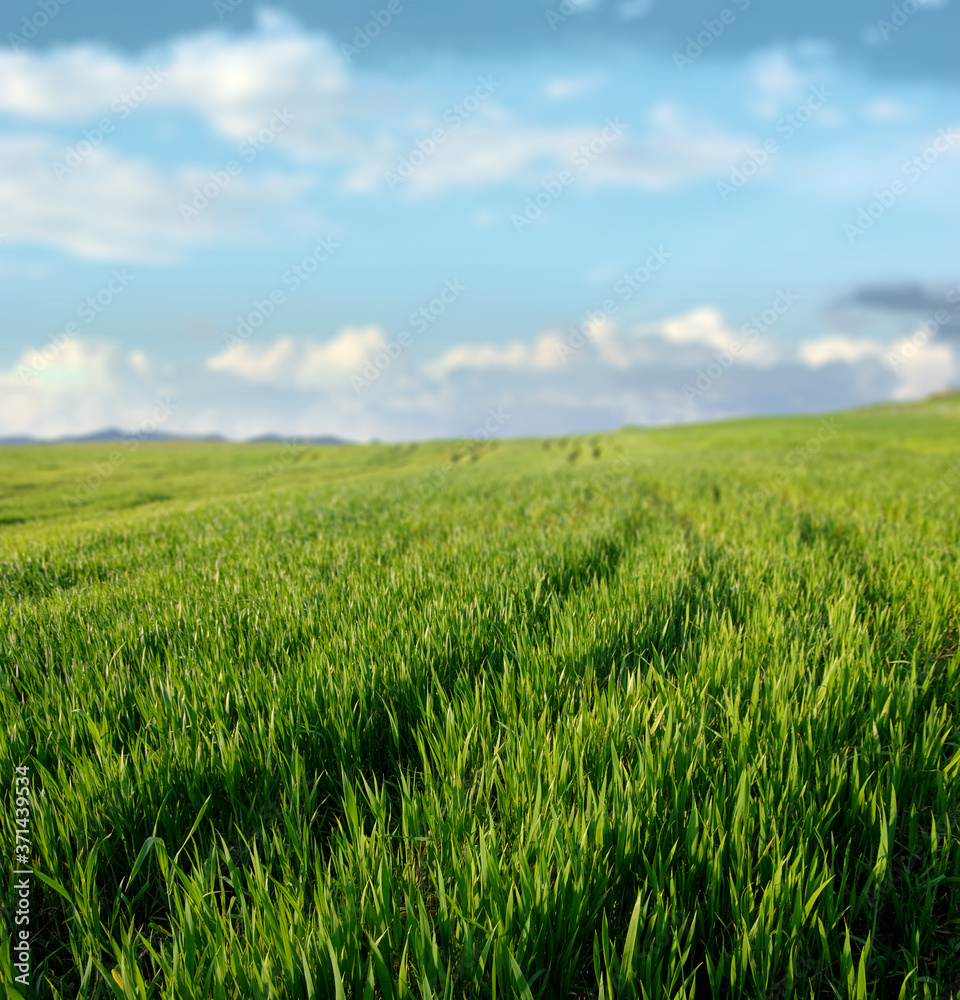Green Grass Scenery Of Sicily Agriculture, On Background Blurred Sky And Clouds