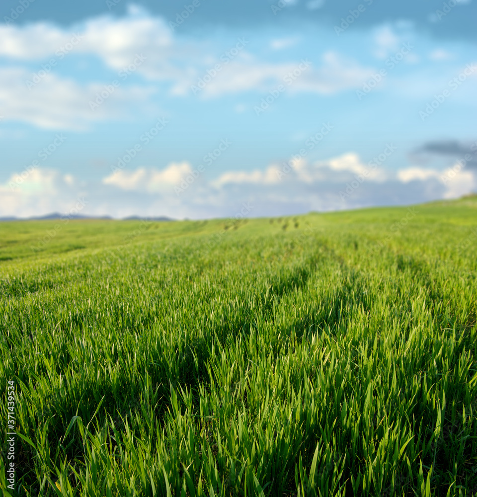 Green Grass Scenery Of Sicily Agriculture, On Background Blurred Sky And Clouds Green Grass Scenery Of Sicily Agriculture, On Background Blurred Sky And Clouds