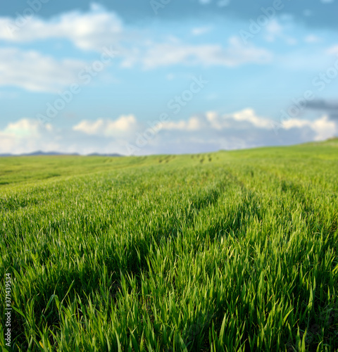 Green Grass Scenery Of Sicily Agriculture, On Background Blurred Sky And Clouds