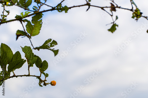 Rubus ellipticus also called himalaya yellow raspberry on bright summer day. Full species name - Rubus ellipticus  Sm. Stock photo