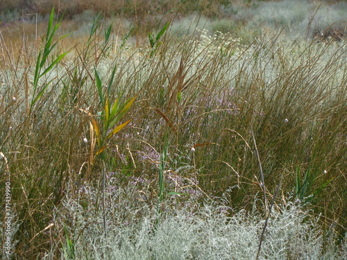 Kompozycja z polnych traw na łące