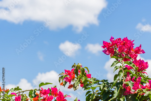 Fototapeta Bougainvillea spectabilis, Summer background with blooming flowers