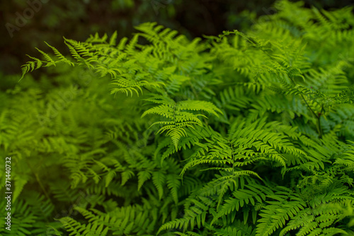 Natural green fern in the finnish forest. Selective focus