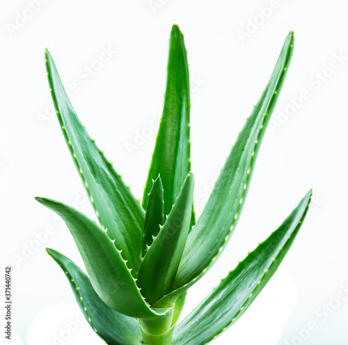 aloe vera fresh leaves retouched and isolated white background