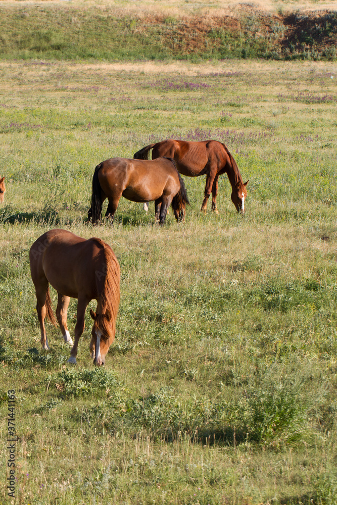 horses graze on a field in the steppe