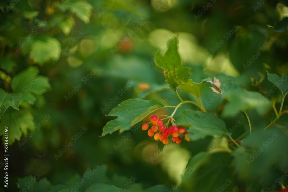 branch of viburnum bush with red berries in the summer garden branch of viburnum bush with red berries in the summer garden