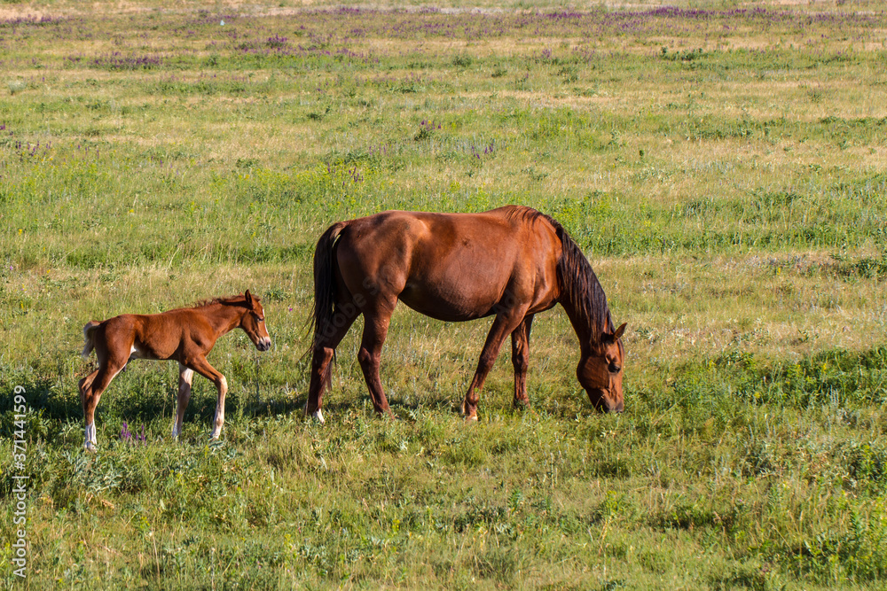 horses graze on a field in the steppe horses graze on a field in the steppe