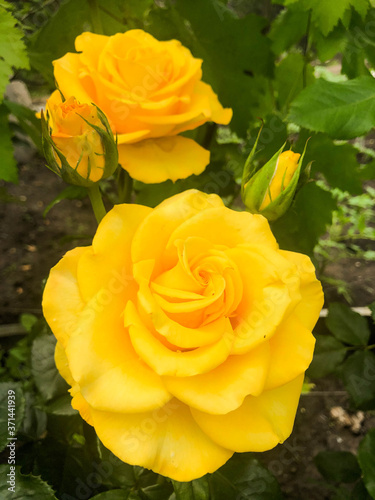 Garden yellow rose floribunda photo