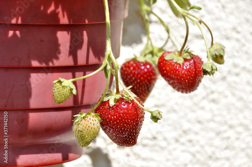 Erdbeeren reifen in einer Ampel