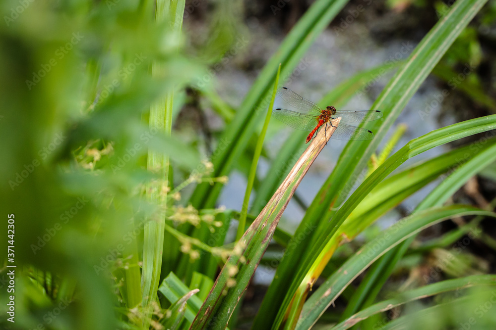 dragonfly sitting on a blade of grass close up dragonfly sitting on a blade of grass close up