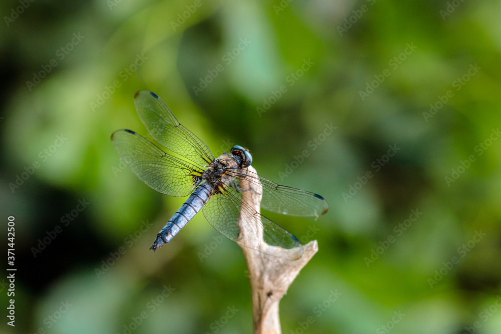 dragonfly sitting on a blade of grass close up dragonfly sitting on a blade of grass close up