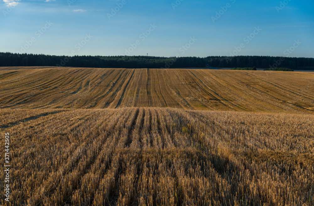 Landscape with blue sky and wheat field at sunset
