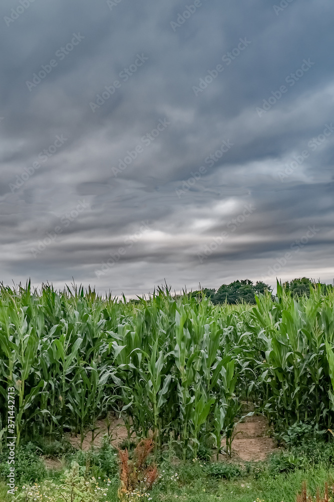 Dark grey storm clouds over an arable field of corn in rural Norfolk