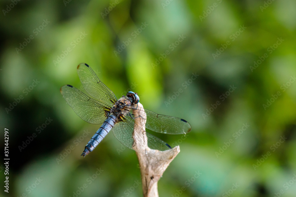 dragonfly sitting on a blade of grass close up dragonfly sitting on a blade of grass close up