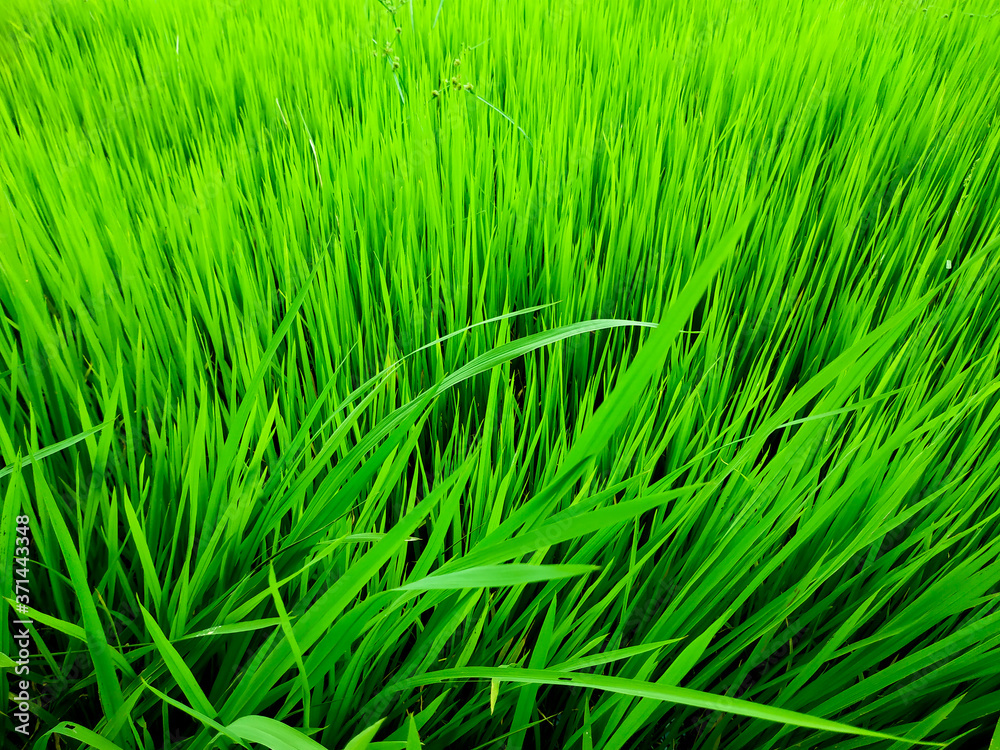 Green baby rice tree In rice field and paddy plant Green baby rice tree In rice field and paddy plant