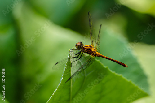 dragonfly sitting on a blade of grass close up